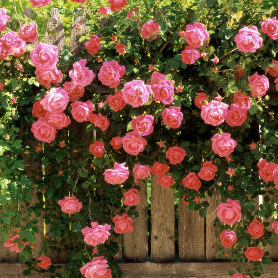 Роза в ассортименте с5 Кордес 