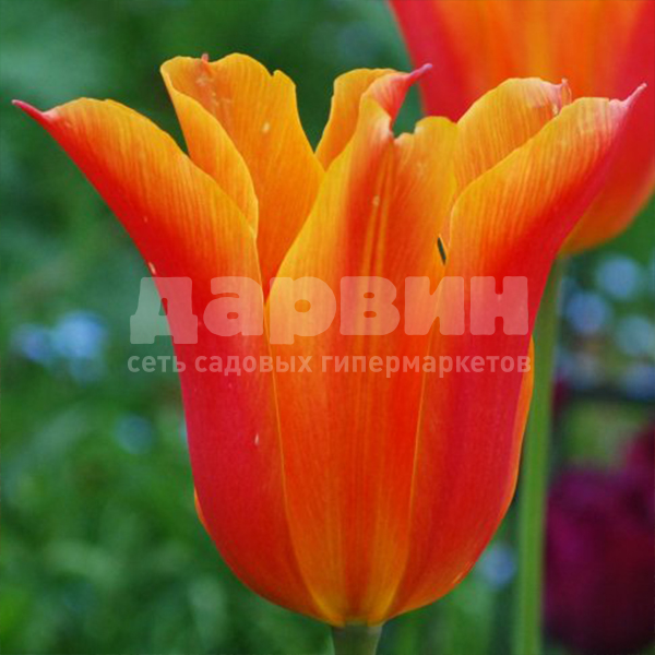 Луковица НВМ Тюльпан Балерина 10/11 желтый 5шт 