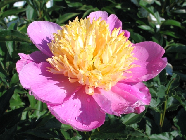 Пион Мр. Дж. Ф. Хемерик Tim 