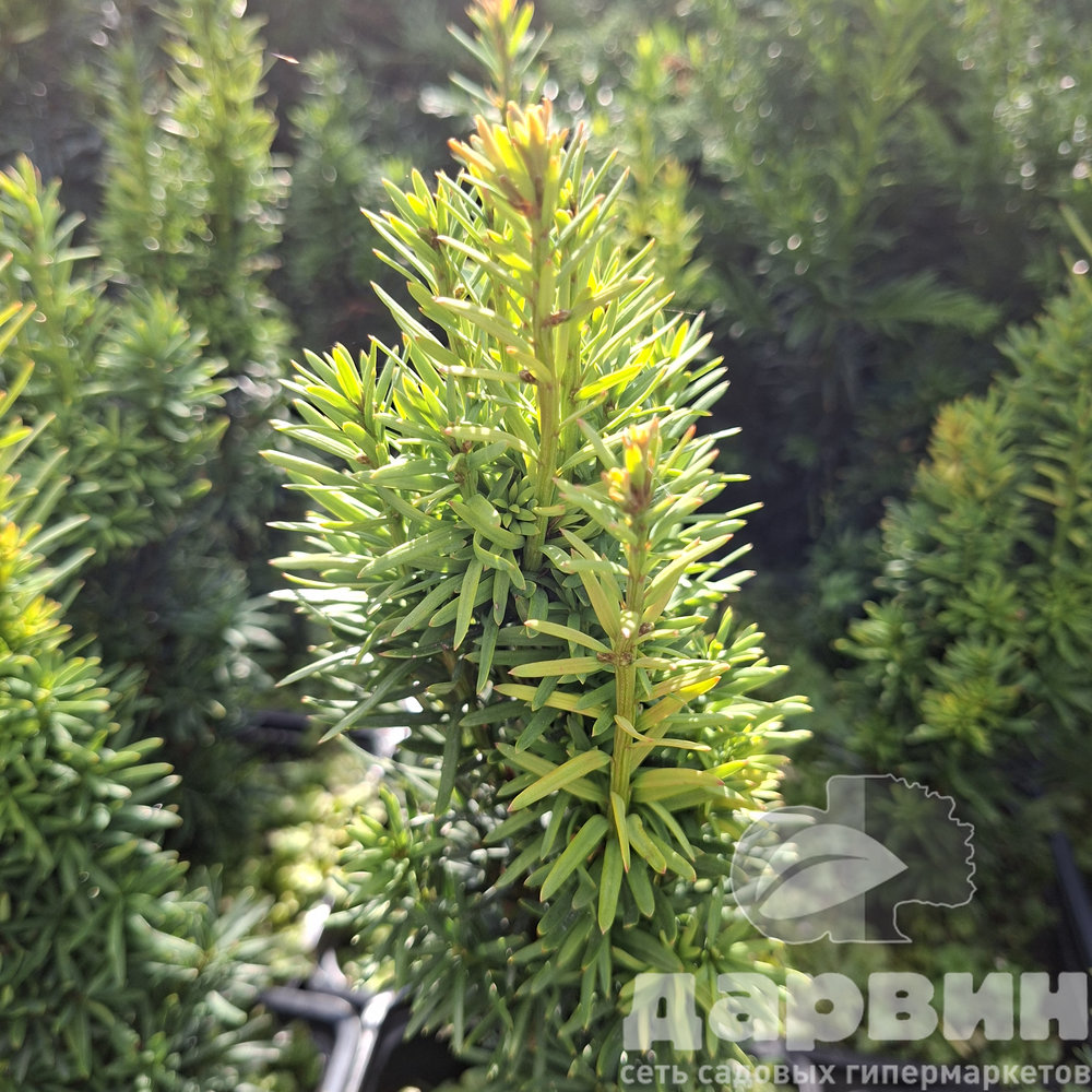 Тисс ягодный Фастигиата Робуста v2 Lav 