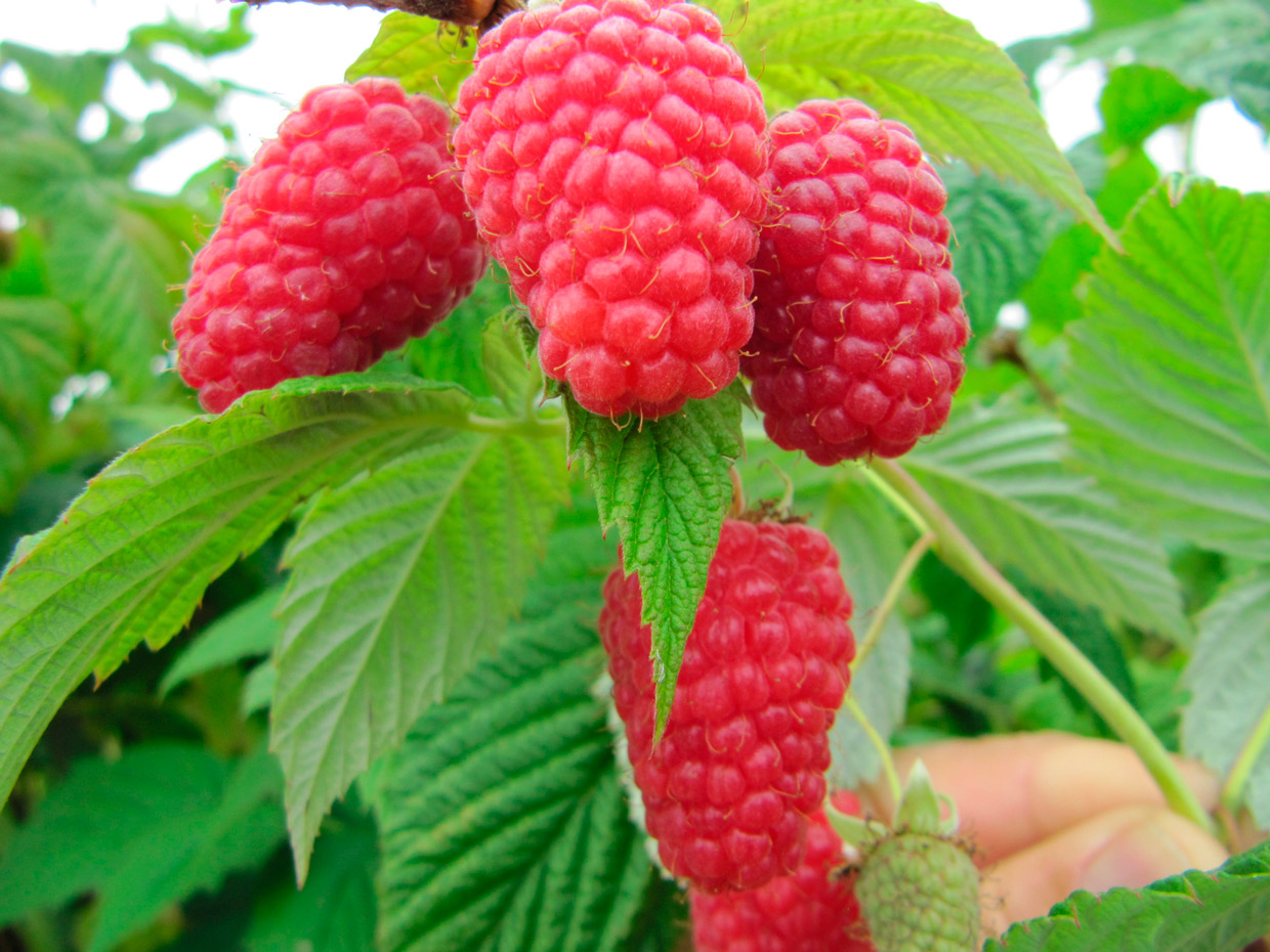 Малина Маргарита, красная v5 Tim 