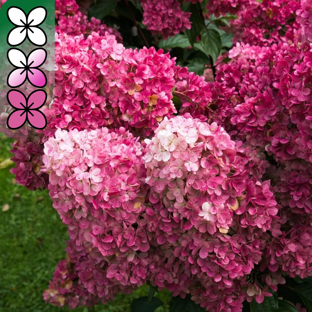 Гортензия метельчатая Фрайз Мелба v3 Lav 