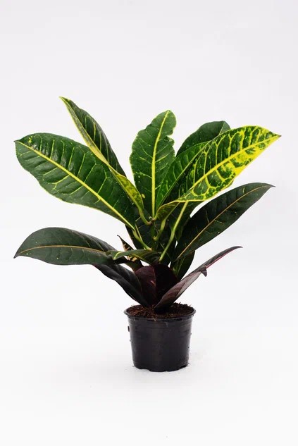 Кодиеум микс d10 ЯР 