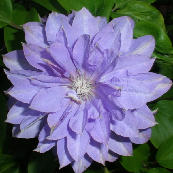 Клематис Тешио С2 CL 