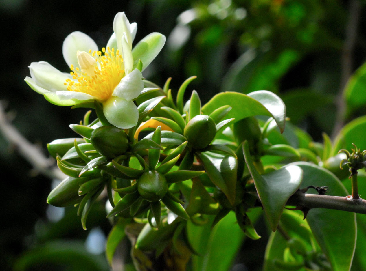 Переския d12 h ХР 