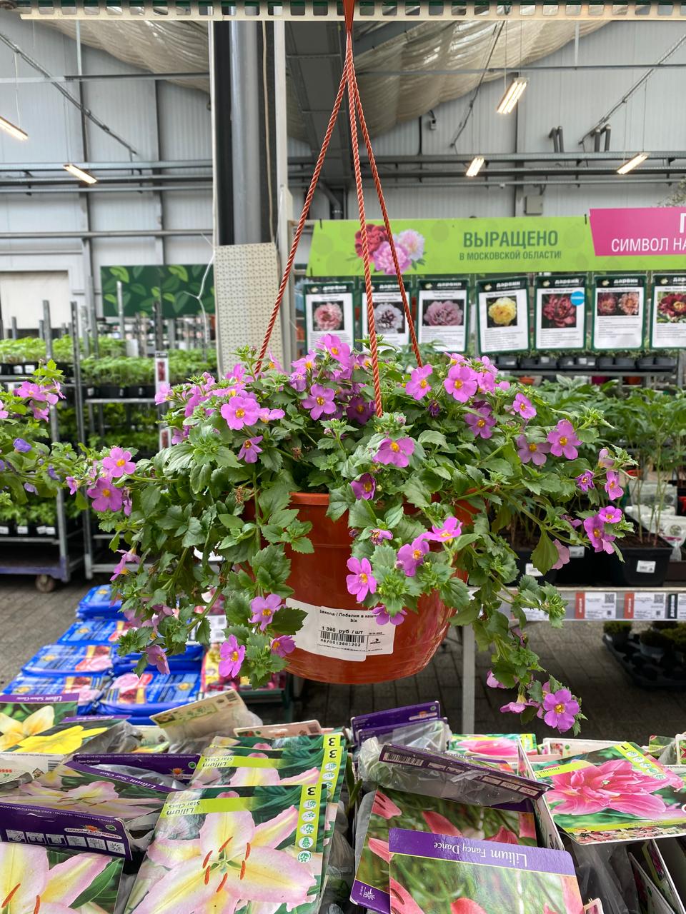 Бакопа / Лобелия в кашпо d25 bix 