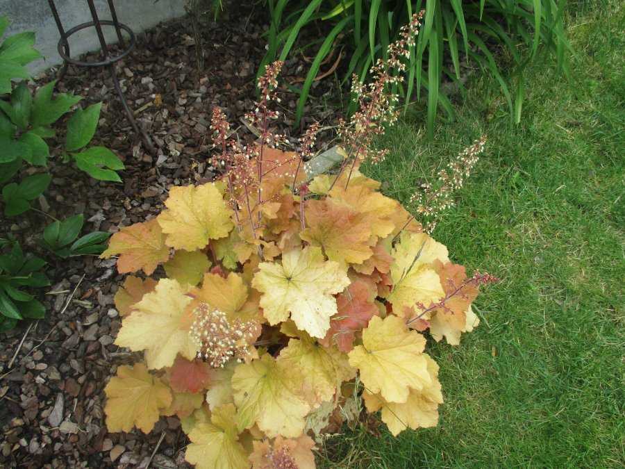 Гейхера Крем Брюле d12 ХР 