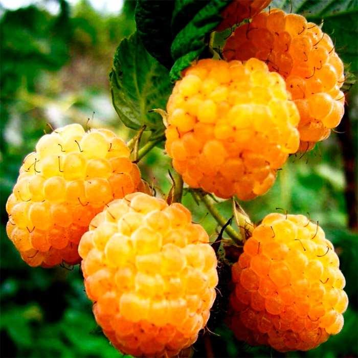 Малина Желтый гигант, желтая Р9 Tim 