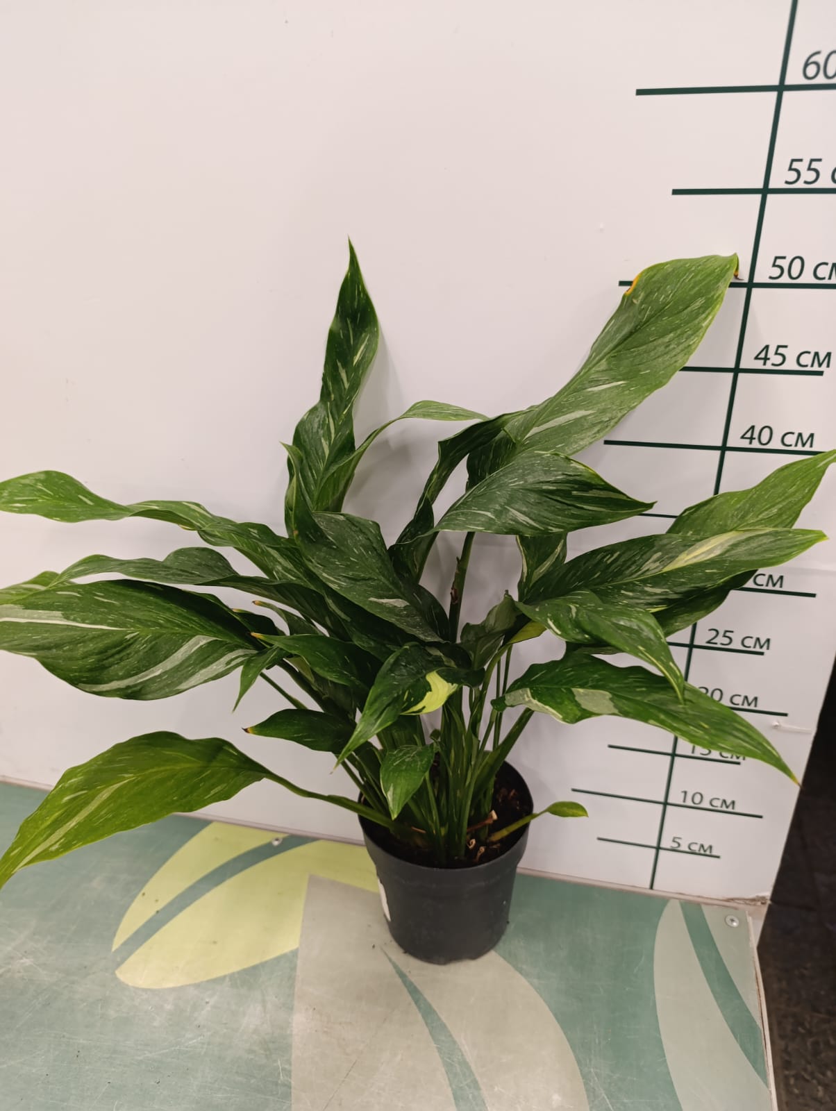 спатифиллум вариегата