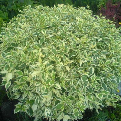 Дерен отпрысковый Вайт Голд с3 GV 