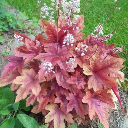 Гейхерелла Брасс Лантерн d12 Lav 