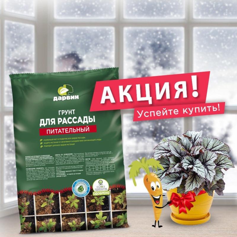 Подарок за покупку 2х грунтов Дарвин для рассады - Бегония Рекс