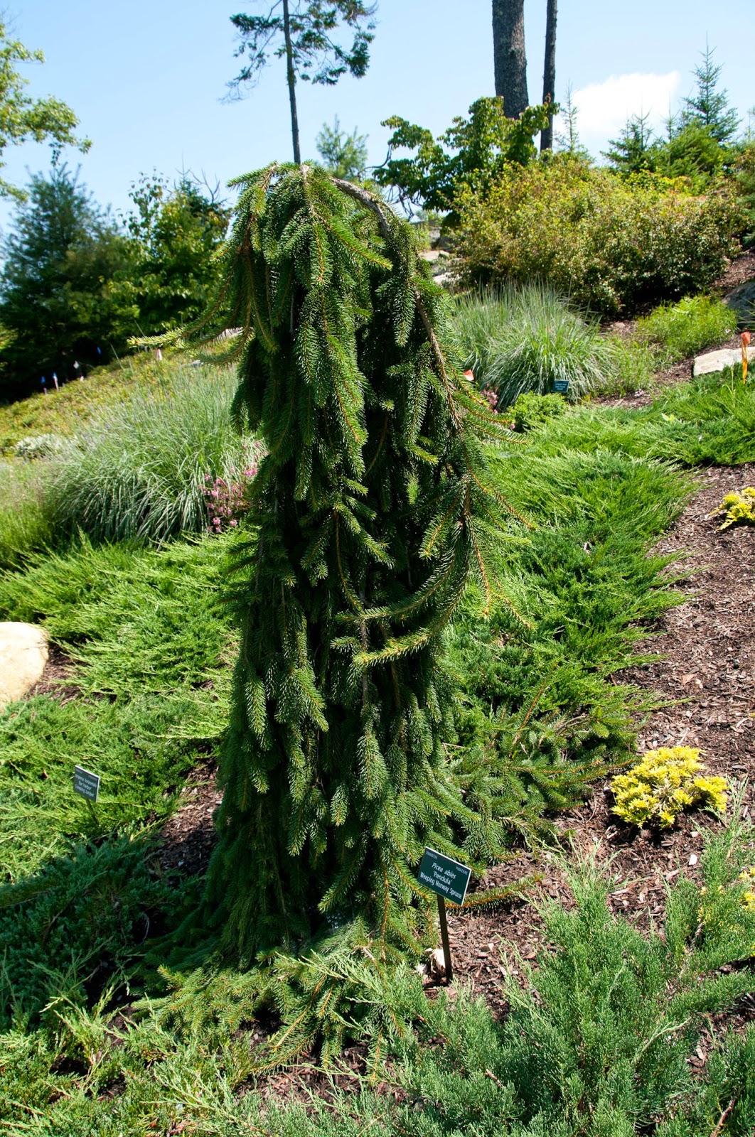 Ель обыкновенная Богемика пендула v25 Lav 