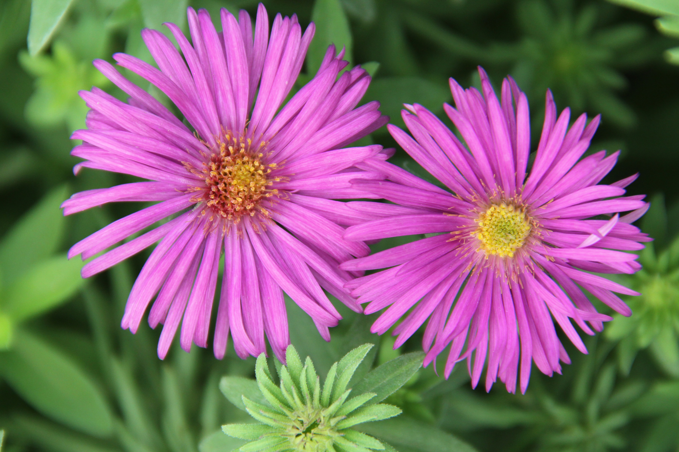 Астра бордюрная Розенвитхель v2 Lav 