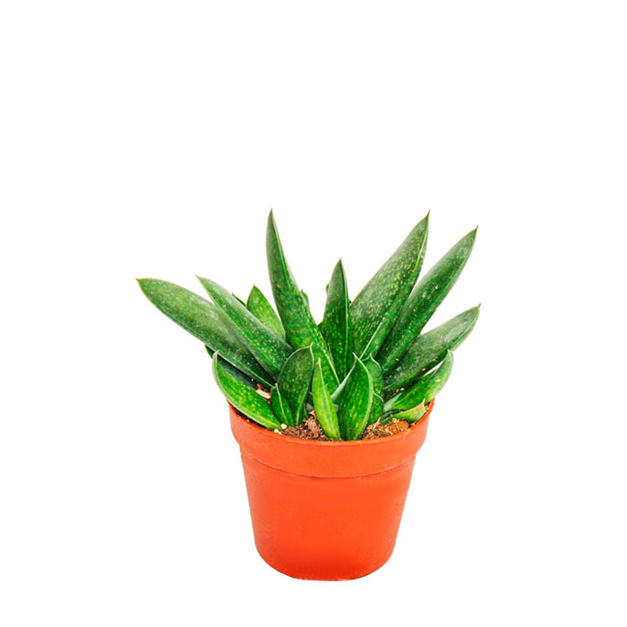 Гастерия Аполло d8 h15 