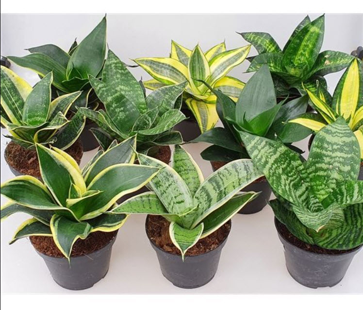 ОсновноеИзображение