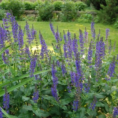 Иссоп v1,5 Push 