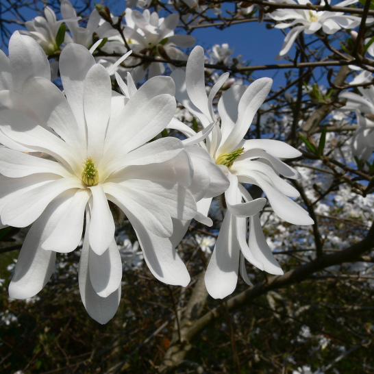 Магнолия стеллата Ватерлили v25 h100-120 Lav 