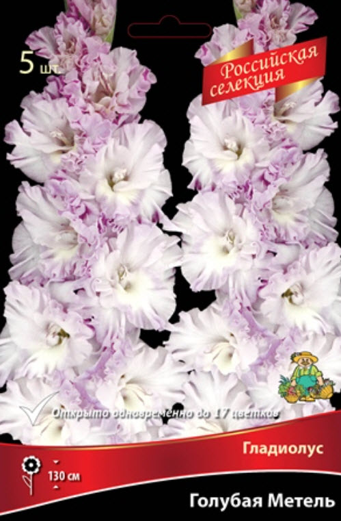 Луковица Гладиолус крупноцветковой Голубая Метель 10/12 5шт. Поиск 