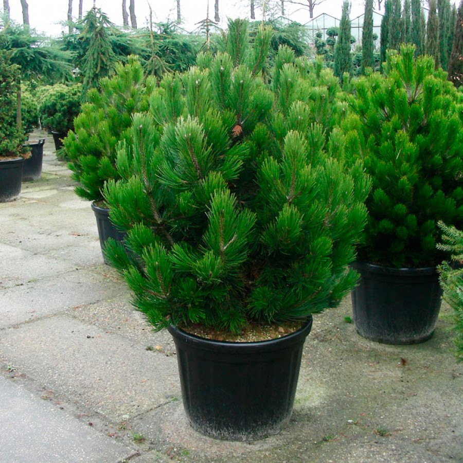 Сосна Гельдрейха Компакт Джем v15 40-50 Tw 