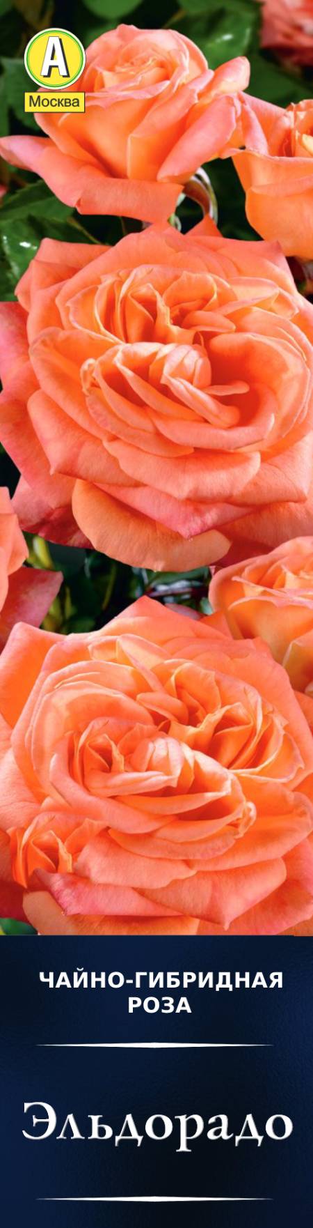 Роза чайно-гибридная Эльдорадо в коробке Аэлита 