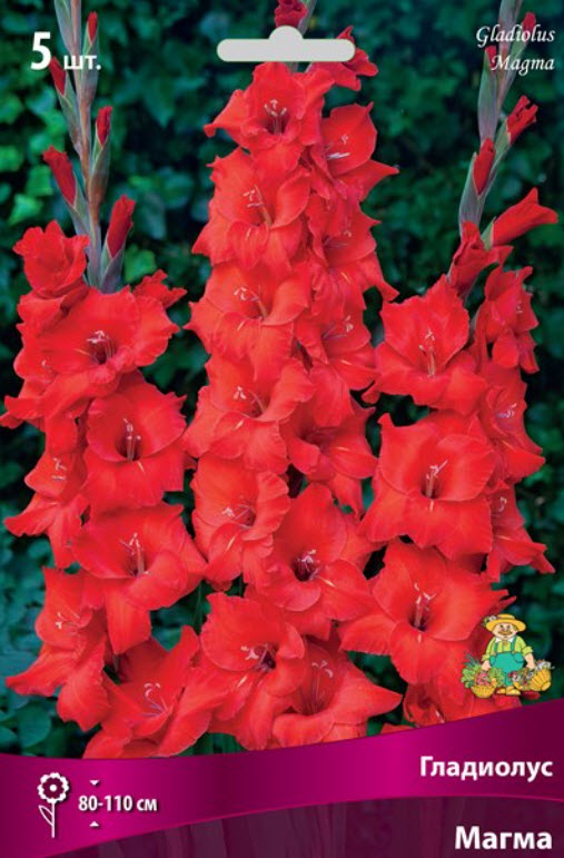 Луковица Гладиолус крупноцветковый Магма 10/12 5шт. Поиск 