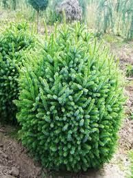 Ель сербская Нана v20 60-80 Bor 