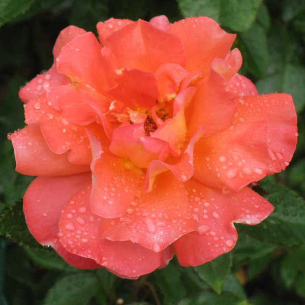 Роза полиантовая ДАНИЕЛ ГЕЛИН v7 Fr 