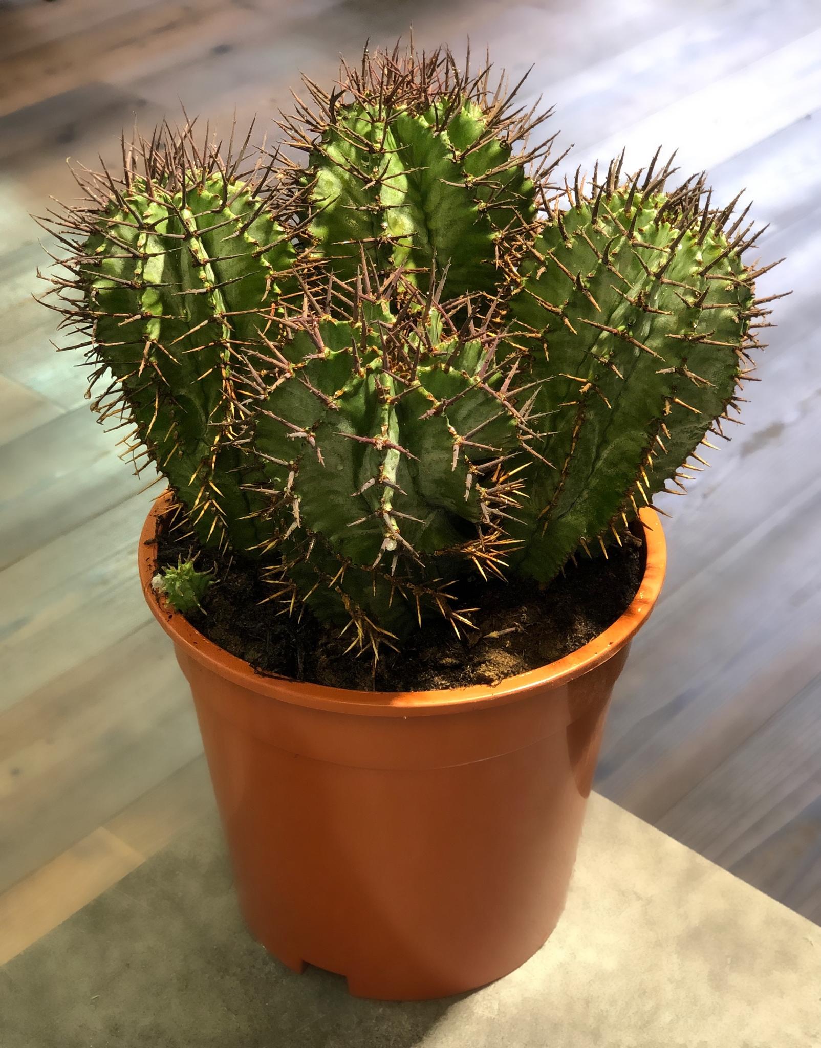 Эуфорбия Хоррида d7 h8 