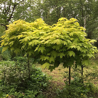 Клен остролистный Голден Глоб c10 h160 UL 