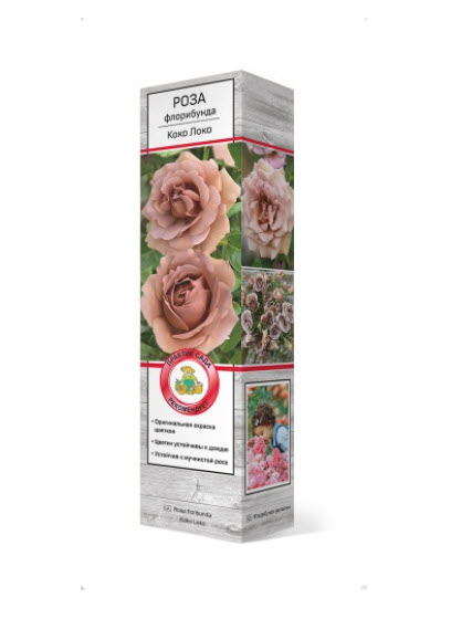 Роза флорибунда Коко Локо в коробке ЦО 