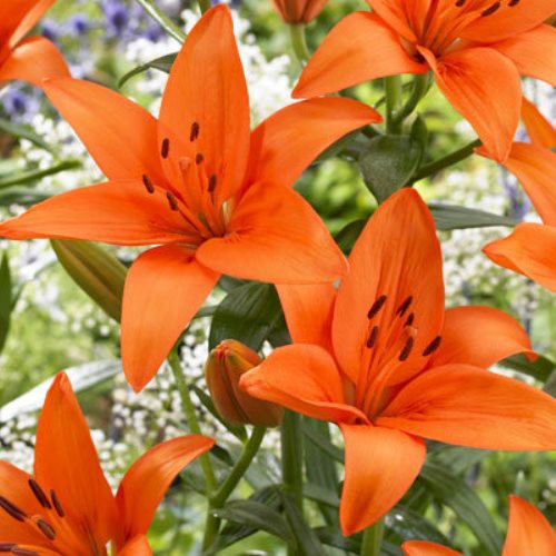 Луковица НВМ Лилия Оранж Вейли 16/18 1шт/уп 