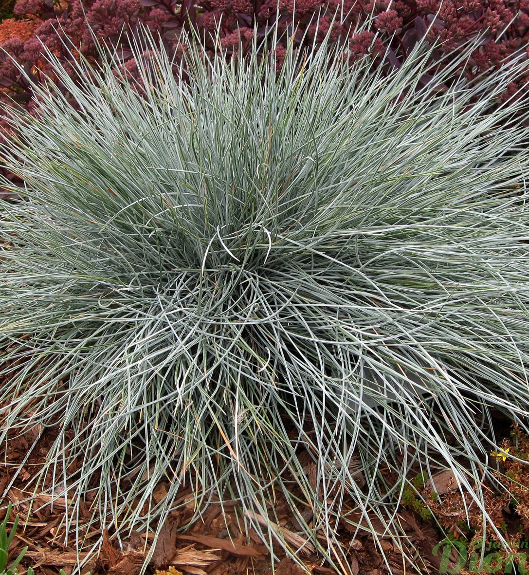 Овсяница сизая d10 Lav 