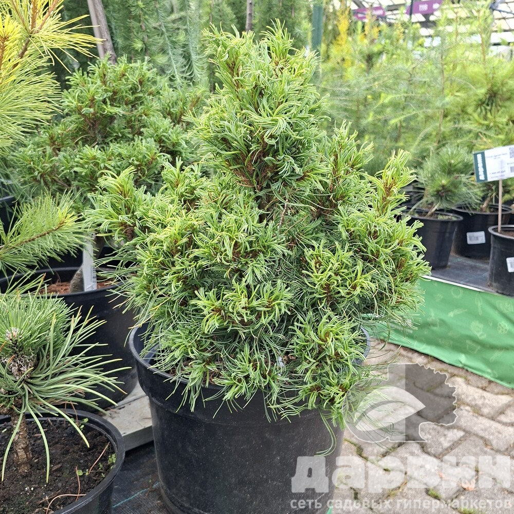 Сосна веймутова Тайни Керлз 30-40 Mt 