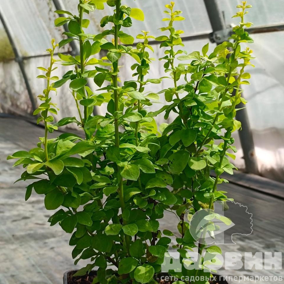 Барбарис тунберга Мария v5 Lav 