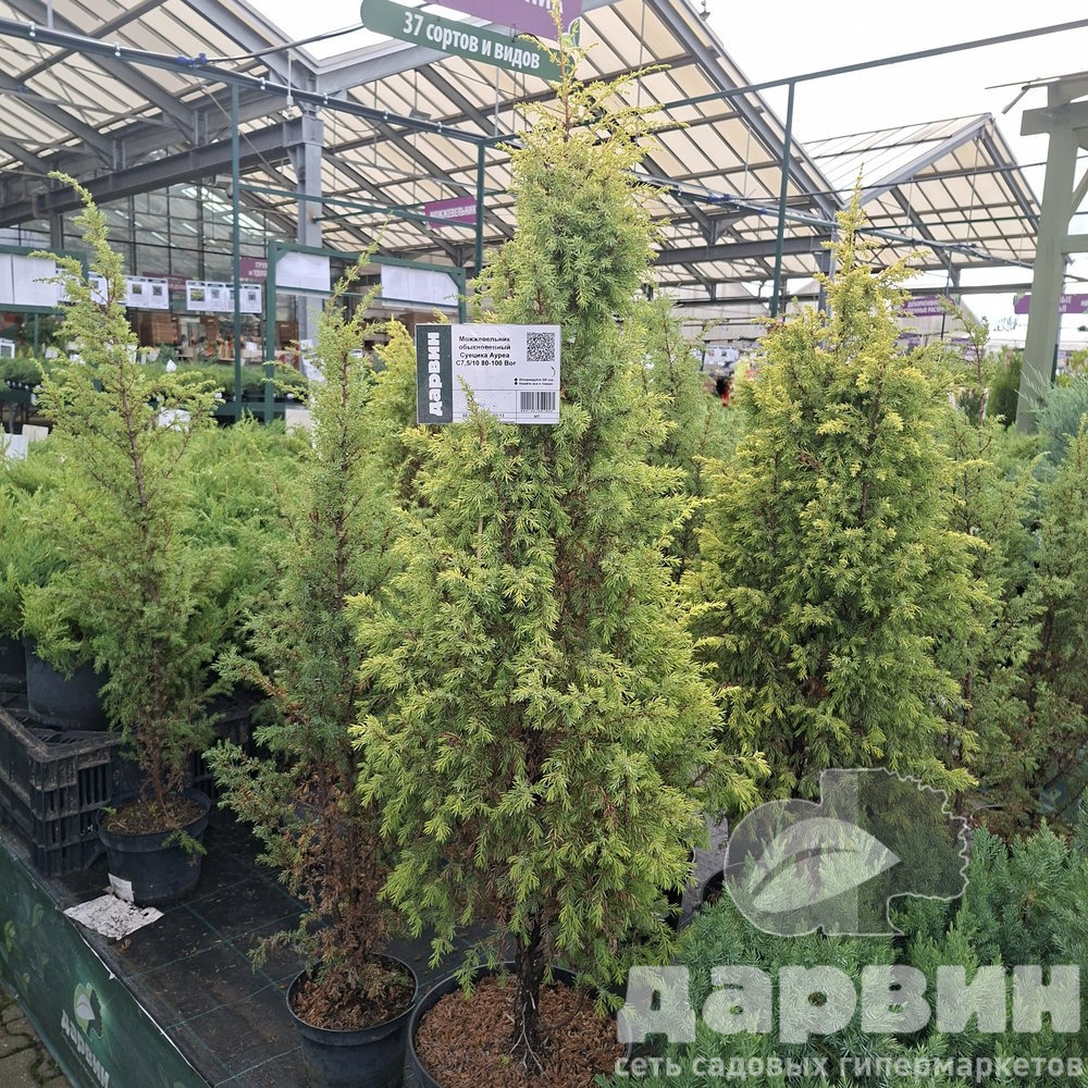 Можжевельник обыкновенный Суецика Ауреа C7,5/10 80-100 Bor по цене  Можжевельник обыкновенный Суецика Ауреа C7,5/10 80-100 Bor