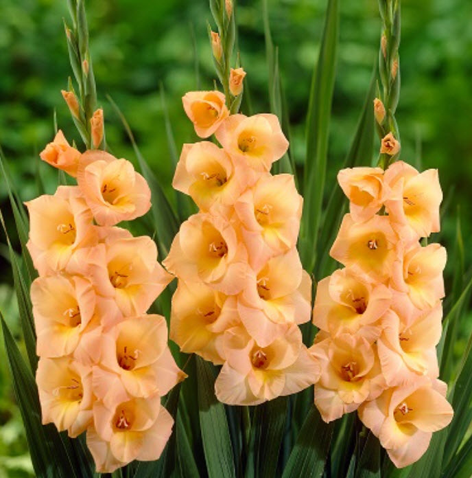 Луковица Гладиолус крупноцветковый Эста Бонита 10/12 10шт. Поиск 