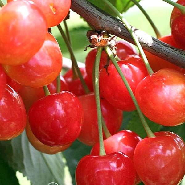 Черешня Юлия v7 100-140 Tim 