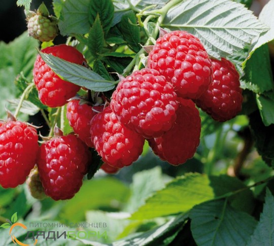 Малина Ровница красная v5 Tim 