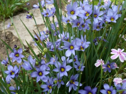 Сисюринхий (Голубоглазка),d12,XP 