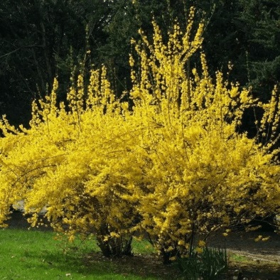 Форзиция промежуточная Викенд v25 h100-120 Lav 