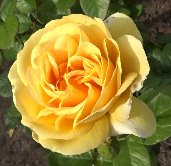 Роза чайно гибридная Микеланджело в коробке AV 