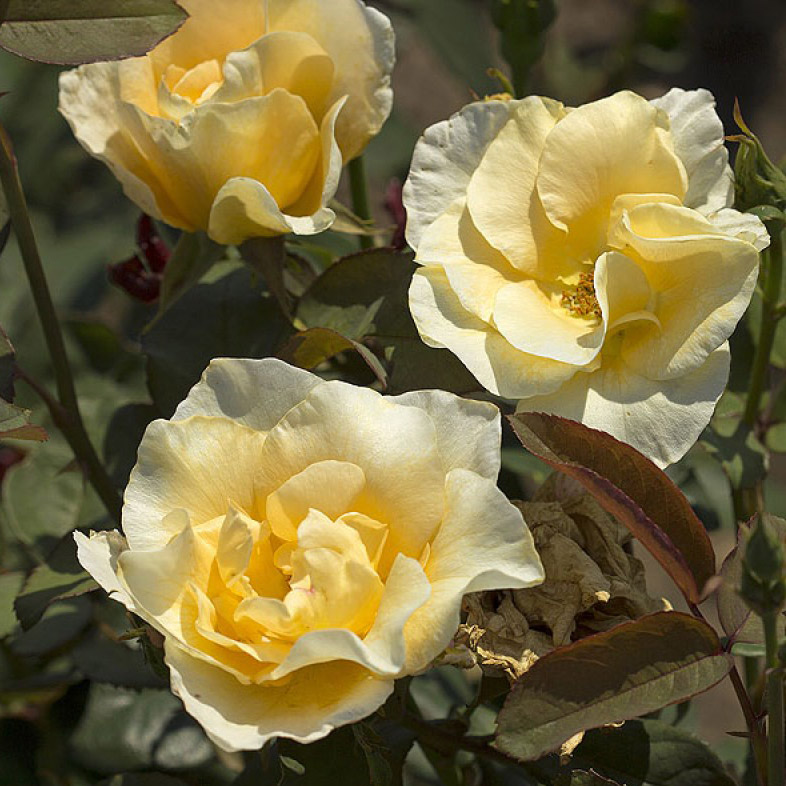 Роза чайно-гибридная Йеллоу Квин Элизабет в коробке ЦО 