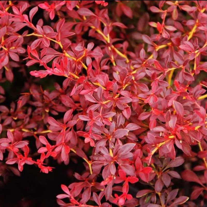 Барбарис тунберга Ред Дрим v7,5 40-60 Bor 