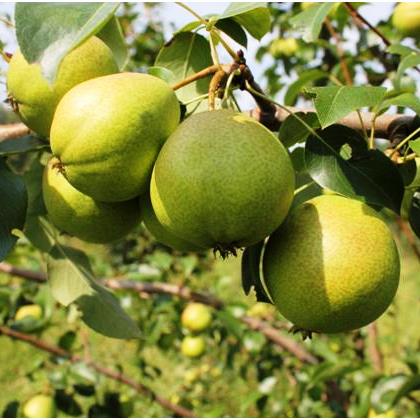 Груша Светлянка 3-х летка 