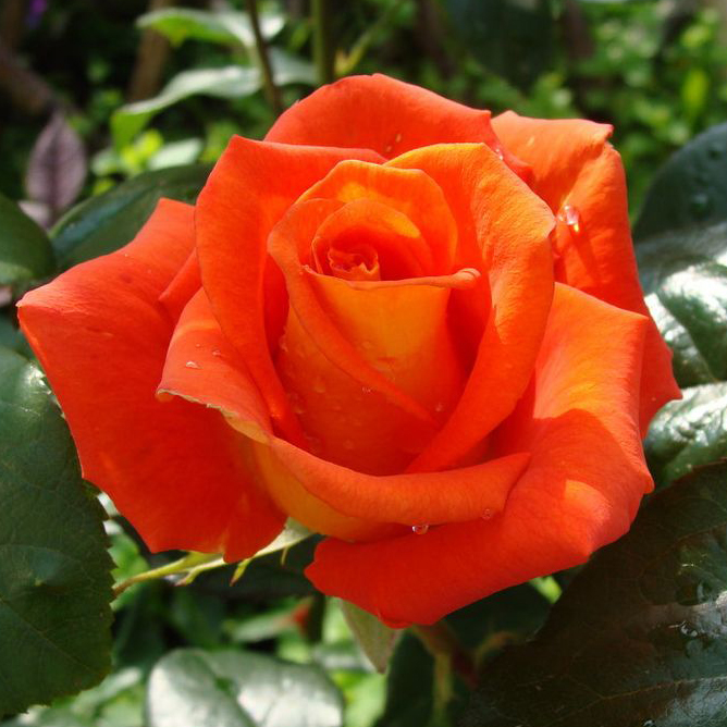 Роза шраб Ламбада v5 Dem 