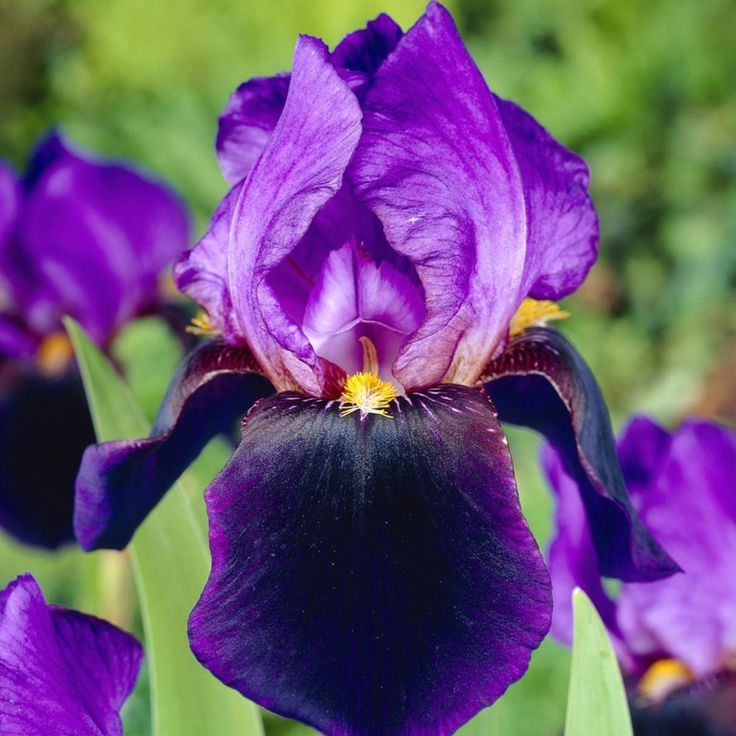 Ирис Найтфолл v2-3 Tim 