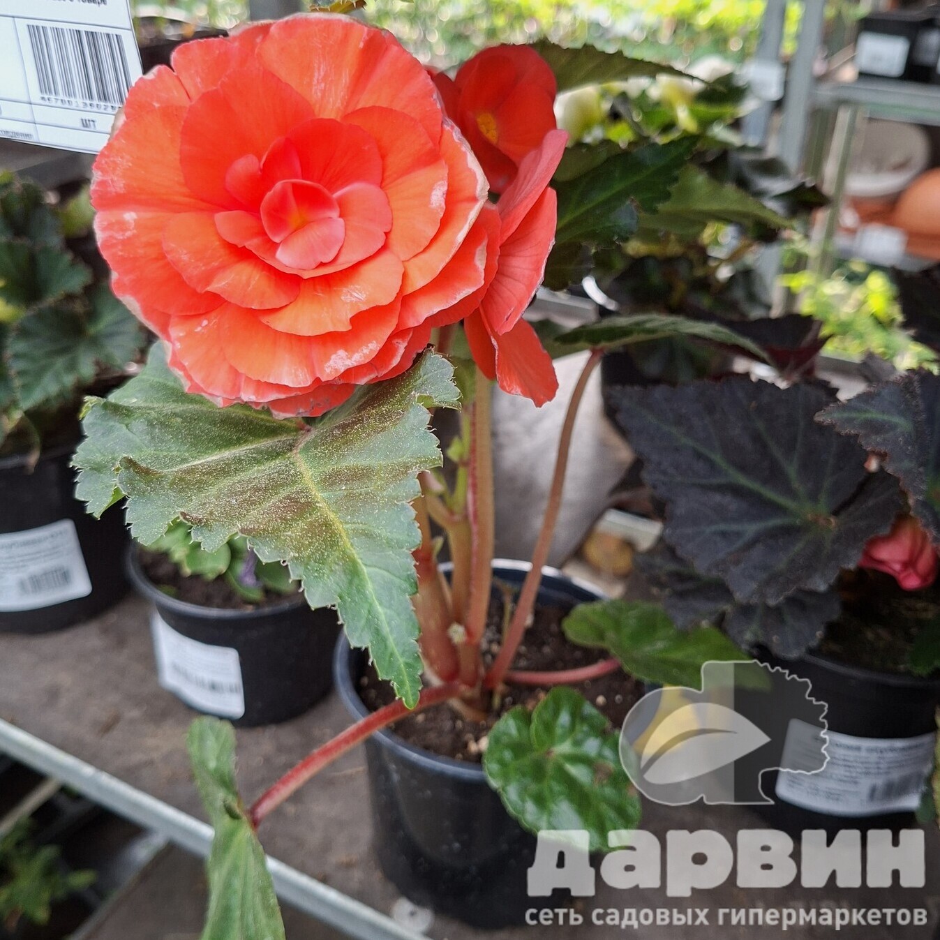 Бегония клубневая d12 Tim 