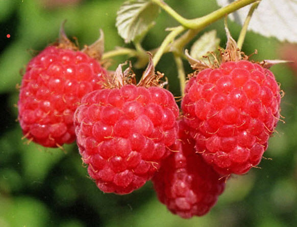 Малина Бальзам красн. в коробке Tim 