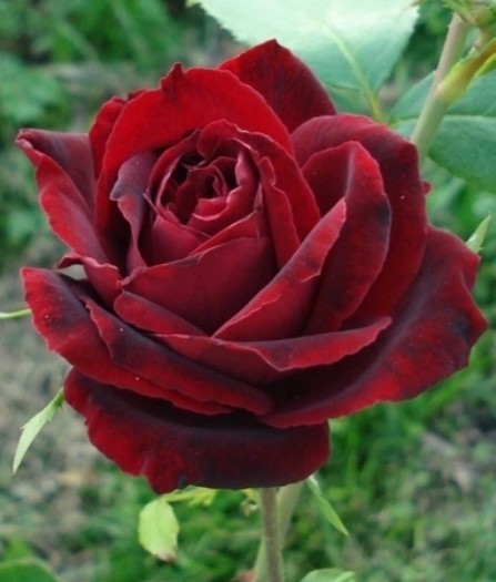 Роза чайно гибридная Перль Нуар в коробке AV 